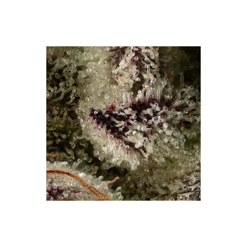 Tropicanna Cherry, Фасовка: 5, изображение 3
